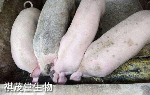 2022年生豬業(yè) 以“三高”開局，以深度調(diào)整收尾