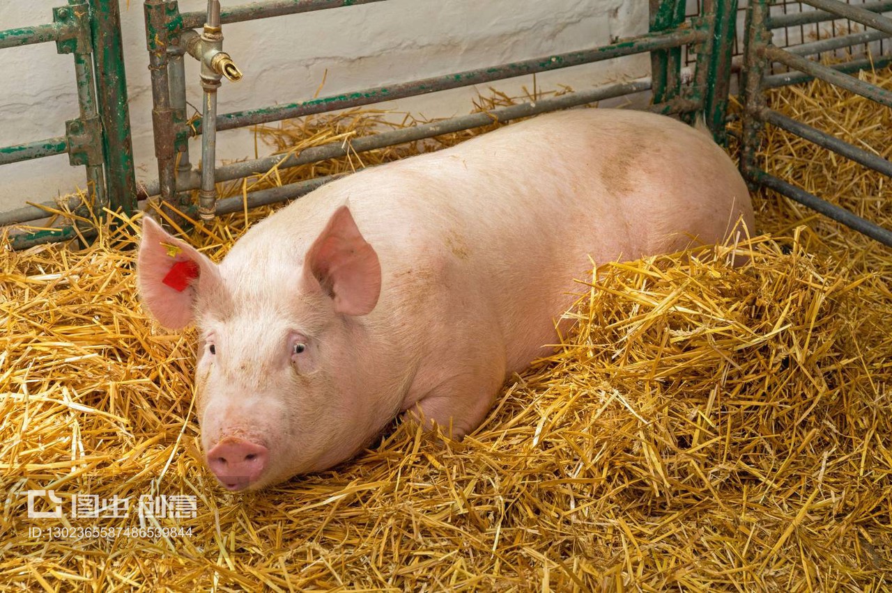 從“大豬下蛋”說開去——關(guān)于常識與邏輯的思考